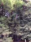 R Redwood Forest - looking into it