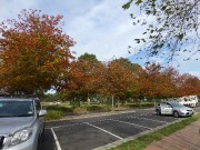 2 - Beautiful autumn trees