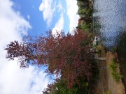 18 - View of Emerald Lake