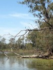IMG_7977w