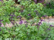 49 House Garden