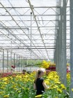 8 - Picking Gerberas at the Big Bouquet