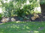 3 - The chooks