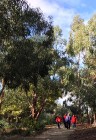 Scotchmans Creek Walk 1