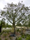 Walk Cranbourne Gardens_1