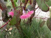 Walk Cranbourne Gardens_1