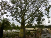 Walk Cranbourne Gardens_2