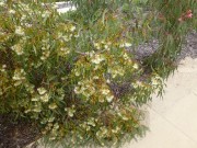 Walk Cranbourne Gardens_2