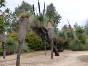 Walk Cranbourne Gardens_4