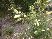 Walk Cranbourne Gardens_7