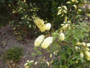 Walk Cranbourne Gardens_8