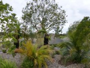Walk Cranbourne Gardens_9